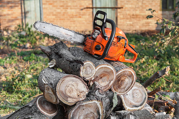 The Steps Involved in Our Tree Care Process in Lake Wildwood, CA